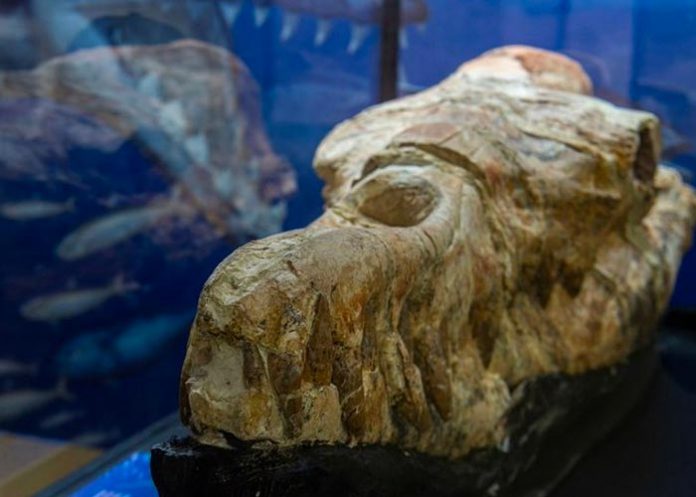 Identifican los restos de una ballena de hace 36 millones de años en Perú