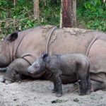 Nacimiento de rinoceronte de Sumatra, trae esperanza para especie en peligro