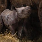 Kiev es el nombre del nuevo ejemplar de rinoceronte en peligro de extinción