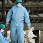 Rumania confirmó la presencia de un nuevo brote de gripe aviar