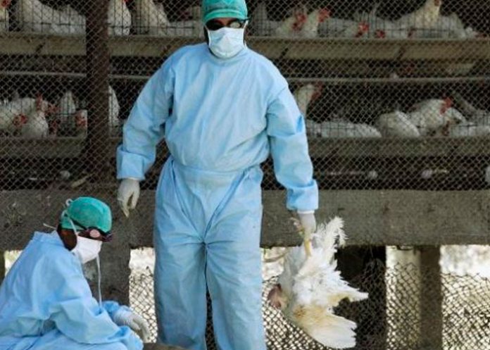 Rumania confirmó la presencia de un nuevo brote de gripe aviar