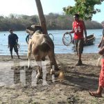 Monta de toros en la playa, una tradición de Semana Santa en Ometepe