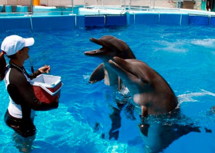 Delfín agrede con violencia a su entrenadora durante show