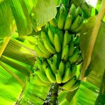 Curiosidades sobre el Día Mundial del Plátano