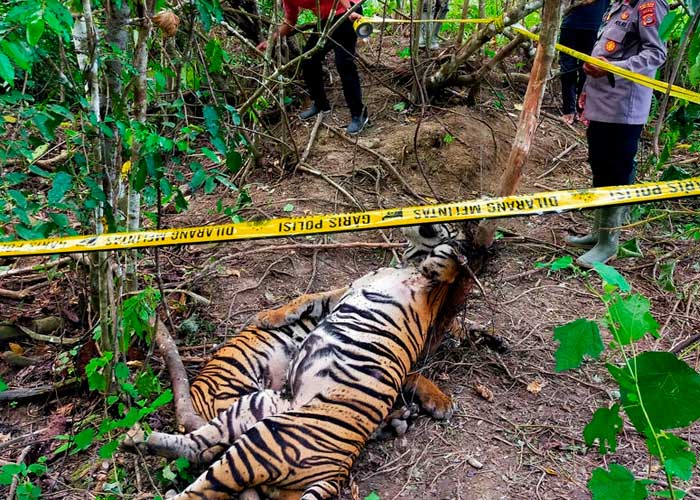Tigres de Sumatra encuentran la muerte en trampas en Indonesia