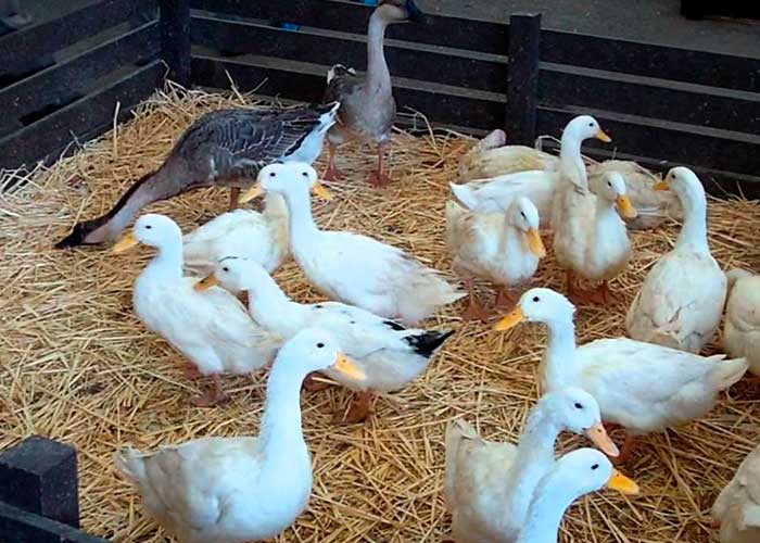 Diez mil gansos se sacrifican en Hungría por brote de gripe aviar