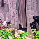En México motosicarios exterminan a familia completa en su casa.