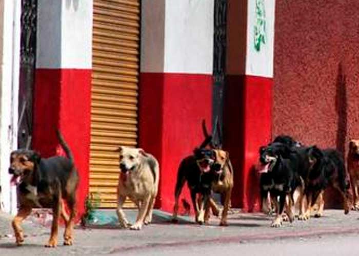 Dos sujetos fueron arrestados en México por vender carne de perro
