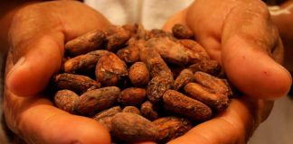 Gobierno de Nicaragua se reúne con la Organización Internacional del Cacao