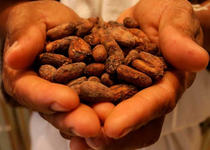 Gobierno de Nicaragua se reúne con la Organización Internacional del Cacao