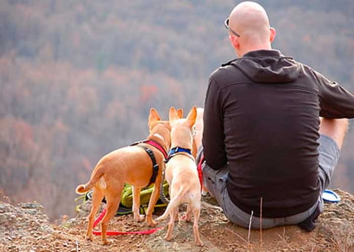 México: Hombre se suicida tras perder a sus perritos por envenenamiento