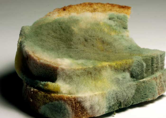 ¡El peor error! Esto pasa cuando te comes la parte “limpia” del pan con moho