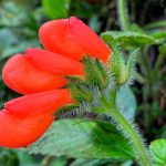 Ecuador: Encuentran flor que se creía extinta desde hace 40 años