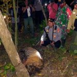 Tigres de Sumatra encuentran la muerte en trampas en Indonesia
