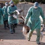 Diez mil gansos se sacrifican en Hungría por brote de gripe aviar