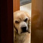 Felipe, el perro que se hizo viral en Twitter