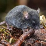Nuevas especies de ratas son encontradas en Ecuador