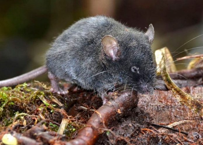 Nuevas especies de ratas son encontradas en Ecuador