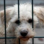 Dos sujetos fueron arrestados en México por vender carne de perro