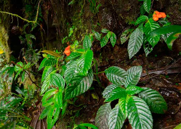 Ecuador: Encuentran flor que se creía extinta desde hace 40 años