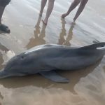 El acoso de bañistas provoca muerte de delfín en Texas