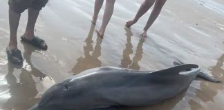 El acoso de bañistas provoca muerte de delfín en Texas