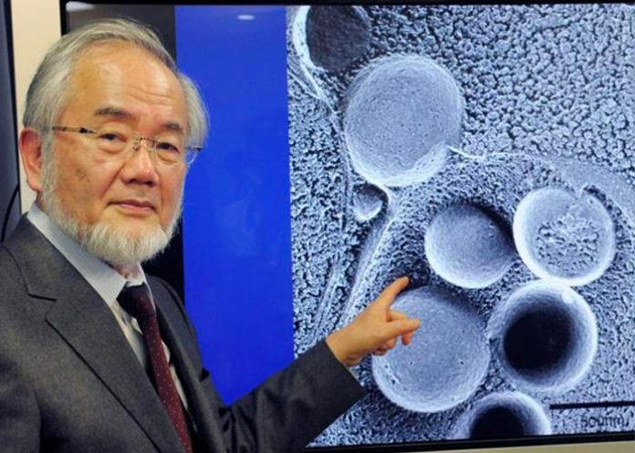 Científico ganador de premio nobel que descubrió un nuevo proceso en las células