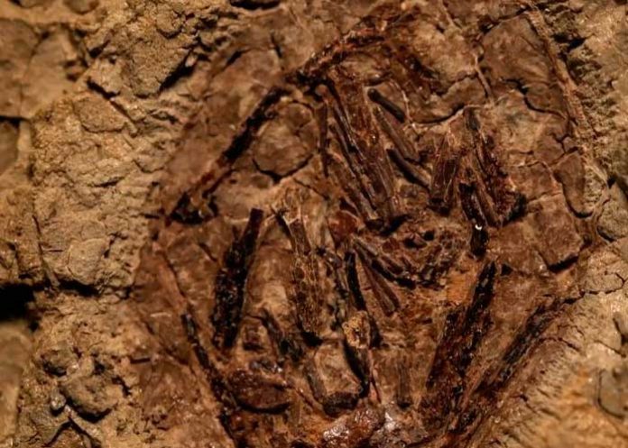 Primer fósil de dinosaurio vinculado al asteroide que causó su extinción.