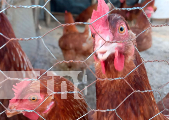 Inauguran granja avicola en una comunidad de Catarina 