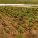 España: Desmantelan la mayor plantación de marihuana de toda Europa