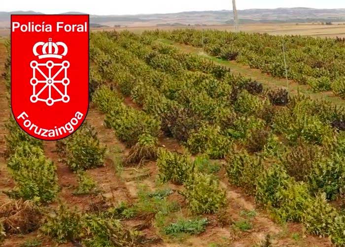 España: Desmantelan la mayor plantación de marihuana de toda Europa 