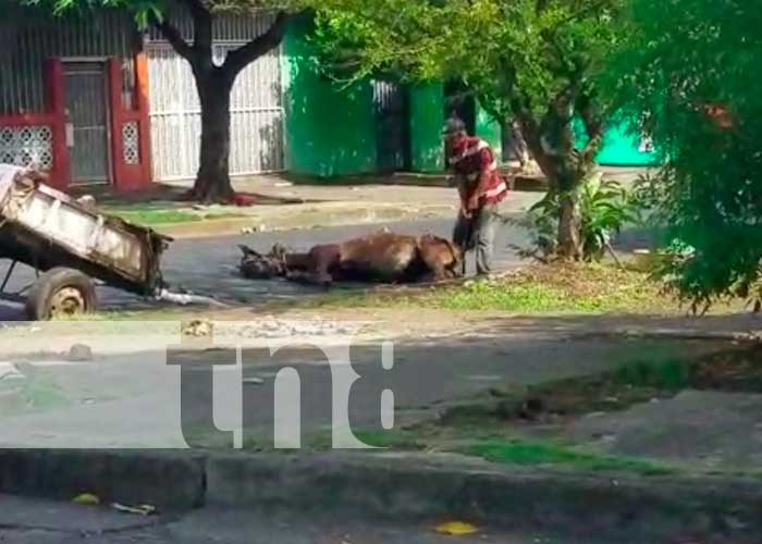 Caballo se desploma en plena calle de Managua y su dueño lo obliga a levantarse a punta de golpes
