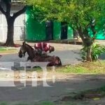 Nuevo video de maltrato a un caballo causa indignación