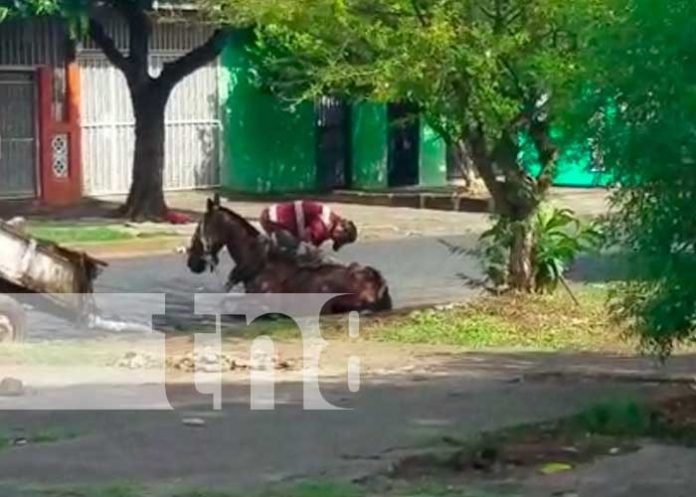 Nuevo video de maltrato a un caballo causa indignación