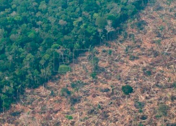 ¡Devastador! La minería ilegal en la Amazonía aumentó un 495 %
