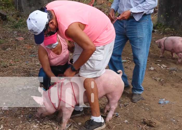 Bonos productivos de cerdos para Rivas, Nicaragua