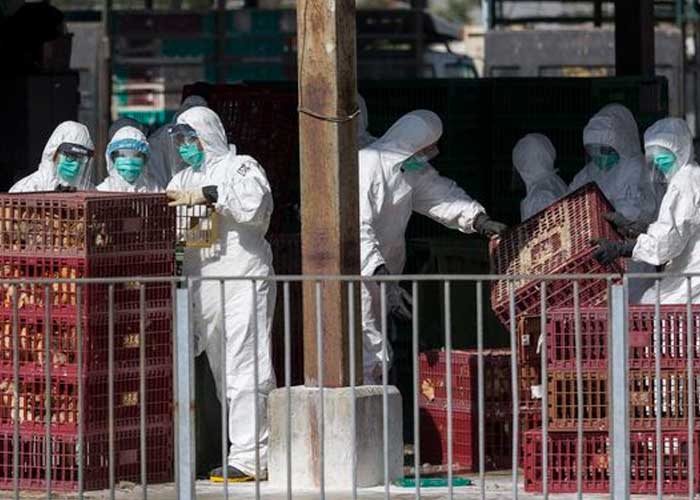 China registra el primer caso de gripe aviar H3N8 en humanos en el mundo
