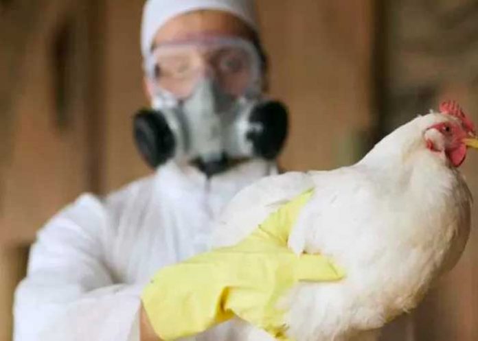 China registra el primer caso de gripe aviar H3N8 en humanos