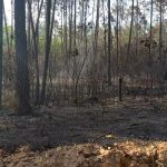 Cuba combate incendio forestal que afecta 150 hectáreas de pinos