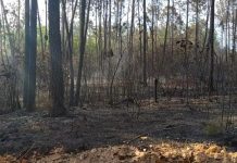 Cuba combate incendio forestal que afecta 150 hectáreas de pinos