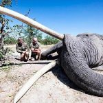 Pagó 50 mil dólares para matar al elefante tusker, el más grande de Botswana