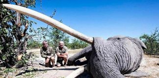 Pagó 50 mil dólares para matar al elefante tusker, el más grande de Botswana