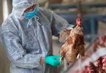 ¡Alerta! Estados Unidos registra primer caso de gripe aviar en humanos
