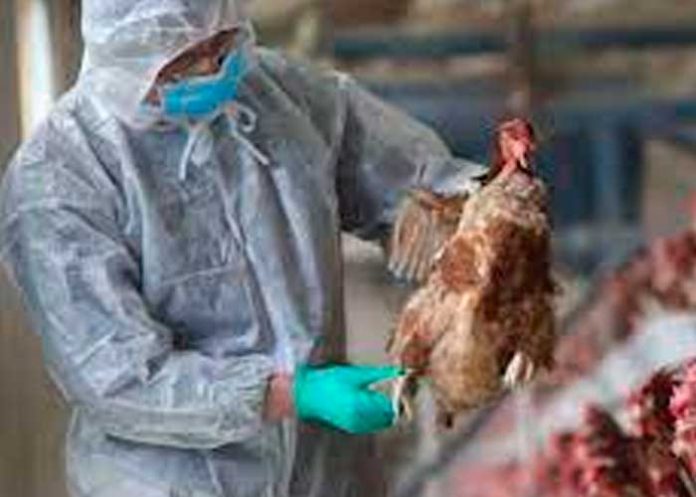 ¡Alerta! Estados Unidos registra primer caso de gripe aviar en humanos