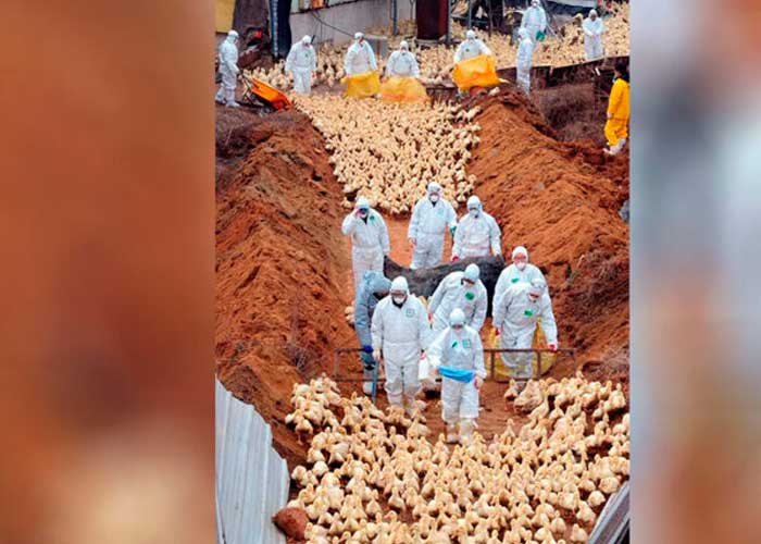 ¡Se expande! Detectan gripe aviar en patos en otra granja de Indiana