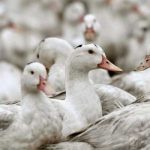 ¡Se expande! Detectan gripe aviar en patos en otra granja de Indiana