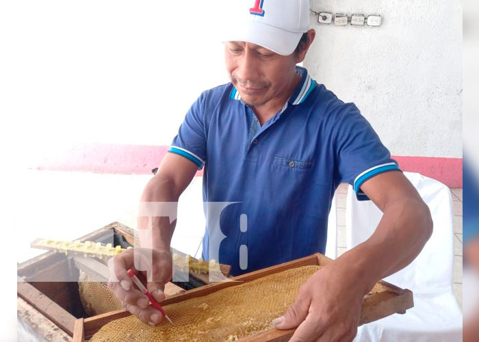 INTA lanza Certamen Nacional de Catación de Miel, en Boaco 