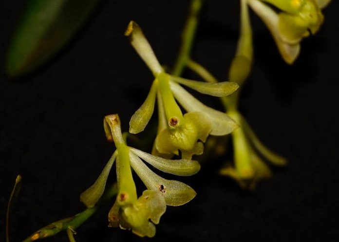 Descubren seis nuevas especies de orquídeas en la selva de Perú