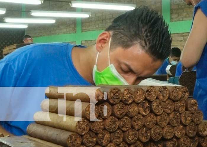 Fábrica de puros en Estelí con reos en la parte operativa