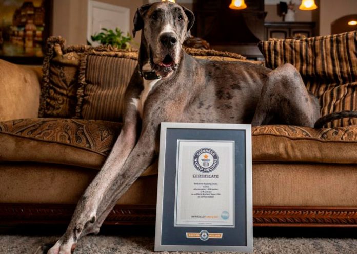 El perro más grande del mundo se encuentra en Texas y se llama Zeus